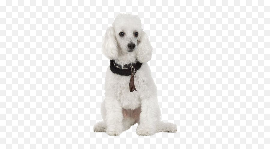 Poodle Png Transparent Images Png All - Poodle Emoji,Poodle Emoji