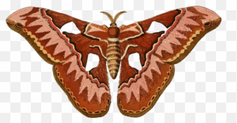 Moth Png Svg Clip Art For Web - Moth Emoji,Moth Emoji