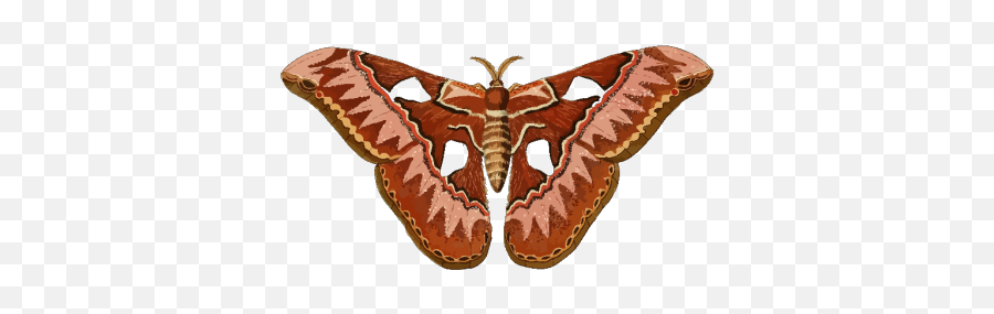 Moth Png Svg Clip Art For Web - Moth Emoji,Moth Emoji