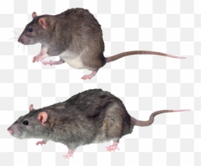 Side View Angry White Mouse Hd Png Images Animal - 31028 Rat Emoji,Mice Emoji