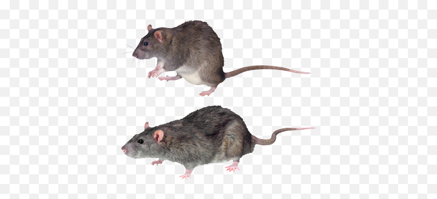 Side View Angry White Mouse Hd Png Images Animal - 31028 Rat Emoji,Mice Emoji