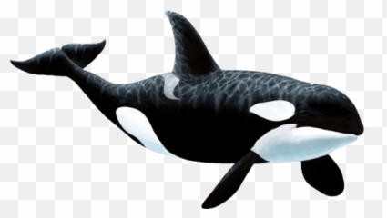 Orca Small Transparent Png Clipart - Killer Whale Png Emoji,Orca Emoji