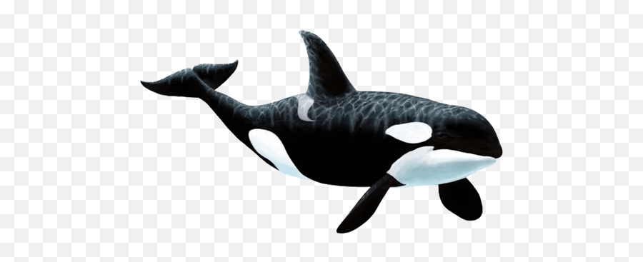 Orca Small Transparent Png Clipart - Killer Whale Png Emoji,Orca Emoji
