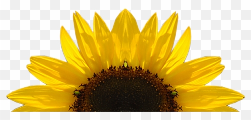 High Re Transparent Png Clipart - Transparent Background Sunflower Clipart Emoji,Sun Flower Emoji