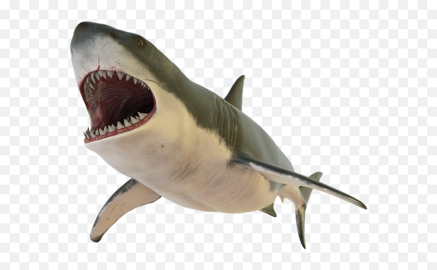 Free Shark Png Transparent Download Free Clip Art Free - Realistic Shark Fin Png Emoji,Shark Emoji