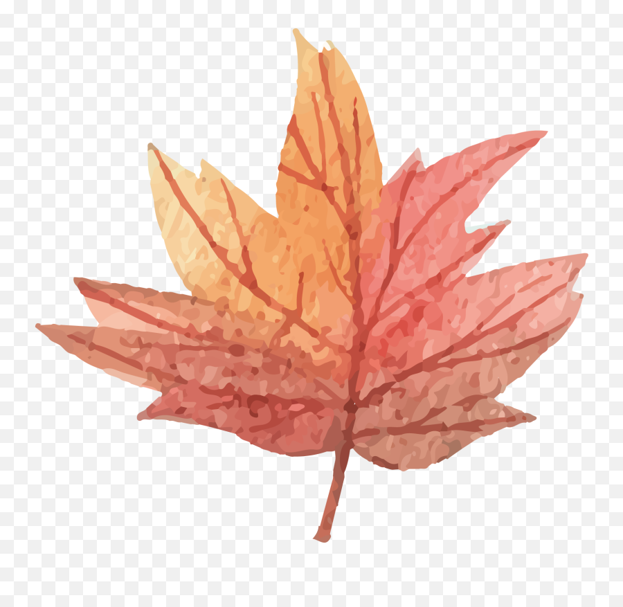 Maple Leaf - Vector Maple Leaf Png Download 16441529 Vector Transparent Background Maple Leaf Emoji,Maple Leaf Emoji