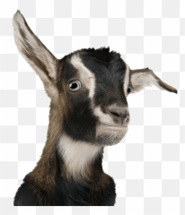 Goat Chiva bus Ahuntz Animal Sheep - goat png download 503 Transparent Baby Png Emoji