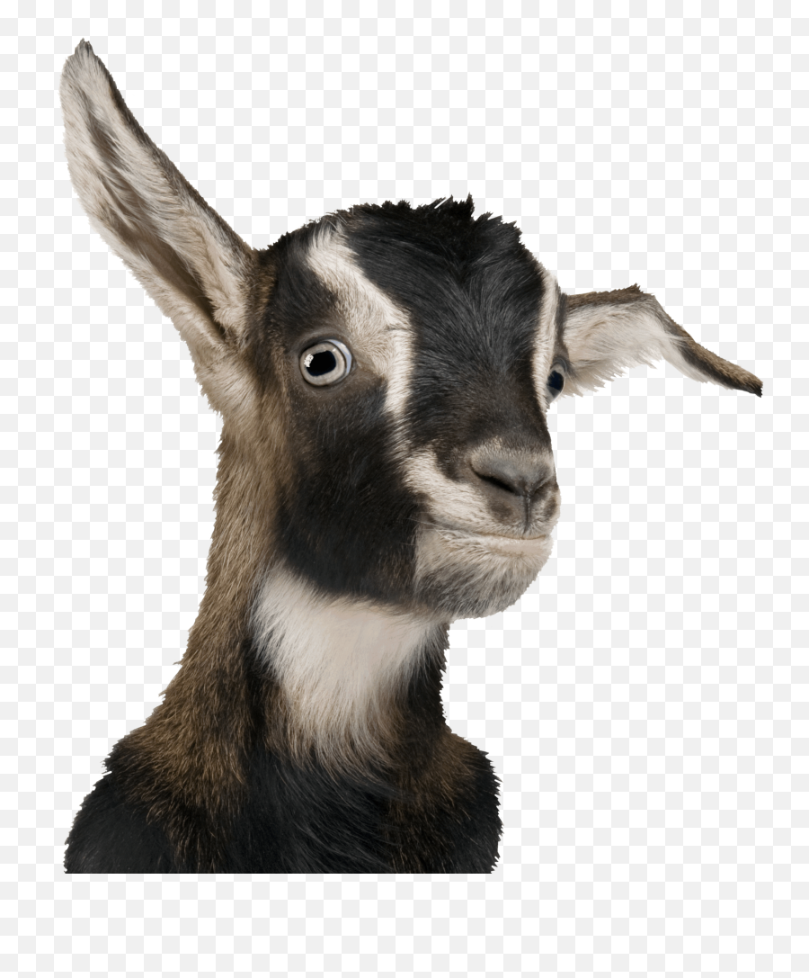 Goat Chiva Bus Ahuntz Animal Sheep - Goat Png Download 503 Transparent Baby Goat Png Emoji,Goat Emoticons