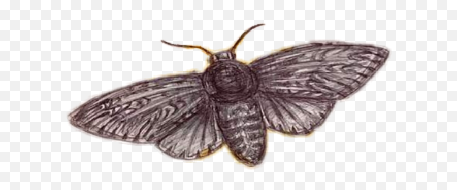 Moth Cicada Butterfly Insect Sticker - Parasitism Emoji,Moth Emoji