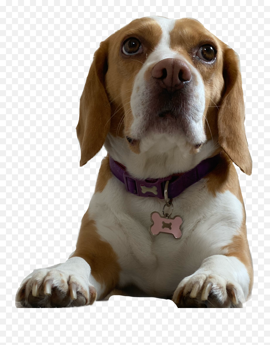 Dog Beagle Pets Sticker - Beagle Emoji,Beagle Emoji