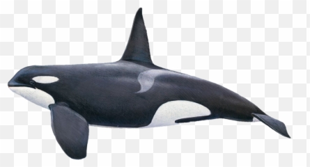 Whalewhales Killerwhale Dolphin Orca - Size Comparison Of Dolphin Family Emoji,Orca Emoji
