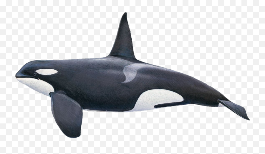 Whalewhales Killerwhale Dolphin Orca - Size Comparison Of Dolphin Family Emoji,Orca Emoji