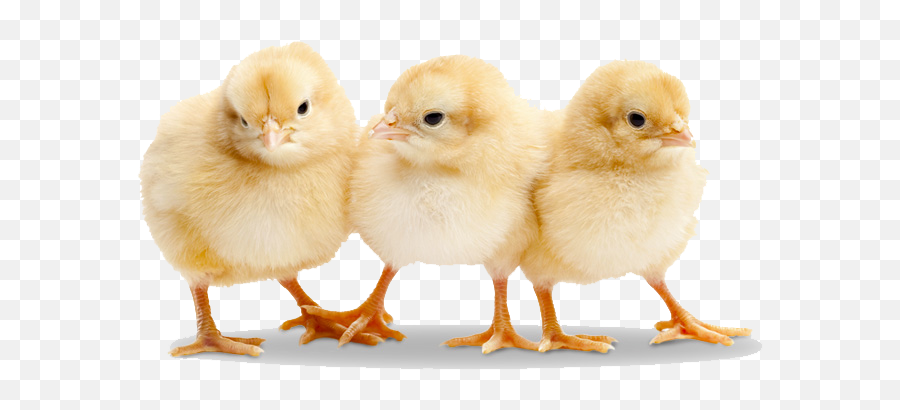 Chick Png Transparent Chick - Baby Chicks Emoji,Chick Emoji