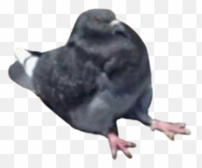 Pigeon Pigeons Bird Birds Birb Borb - Memes To Make Someone Sad Happy Emoji,Birb Emoji