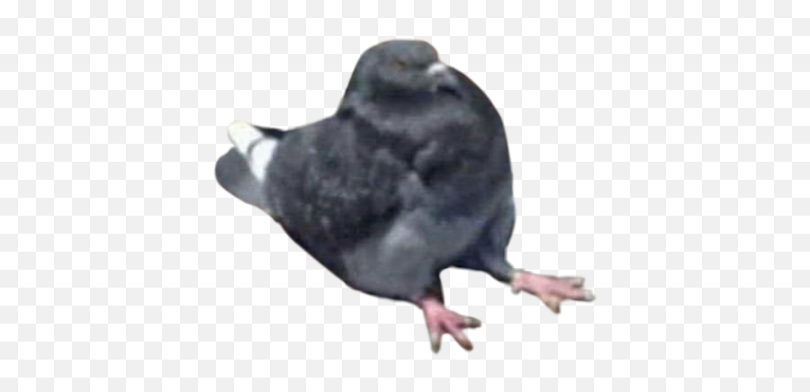 Pigeon Pigeons Bird Birds Birb Borb - Memes To Make Someone Sad Happy Emoji,Birb Emoji