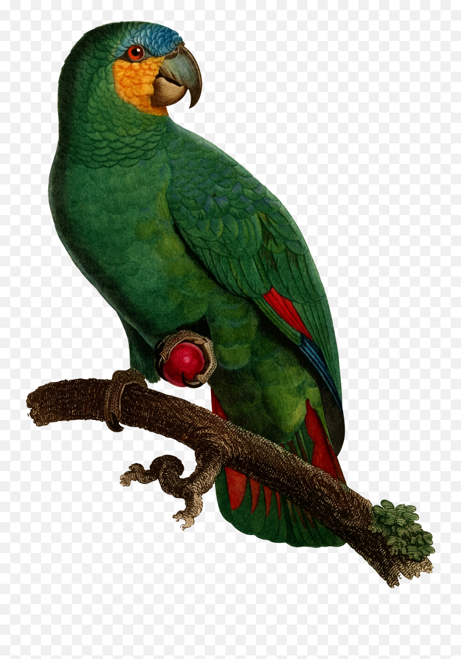 Parrot Clipart Perico Parrot Perico Transparent Free For - Pixelmator Pro Remove Background Emoji,Parrot Emoji