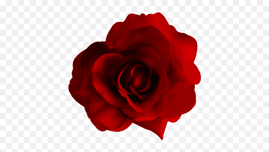 Rose Png Flower Cute - Red Transparent Flower Emoji,Rose Emoji Png