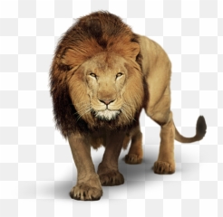 Largest Collection Of Free - Toedit Lion Stickers Rosto De Leao Png Emoji,Lion Emoji