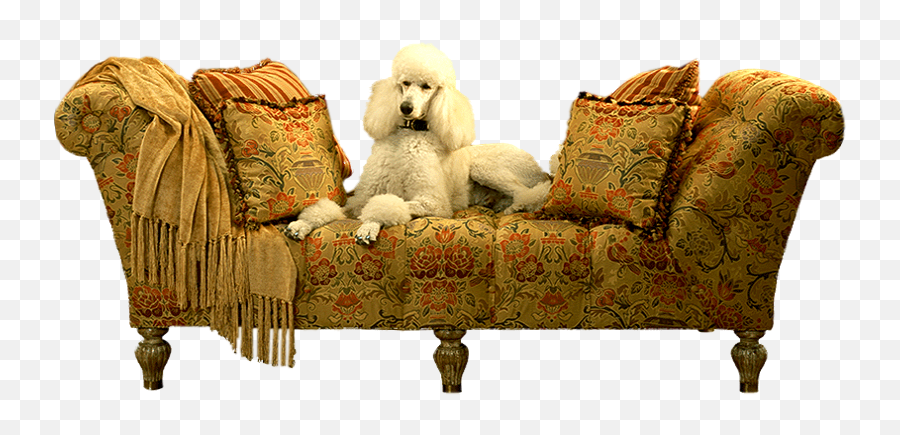 Poodle On Couch Psd Official Psds - Poodle On Couch Emoji,Poodle Emoji