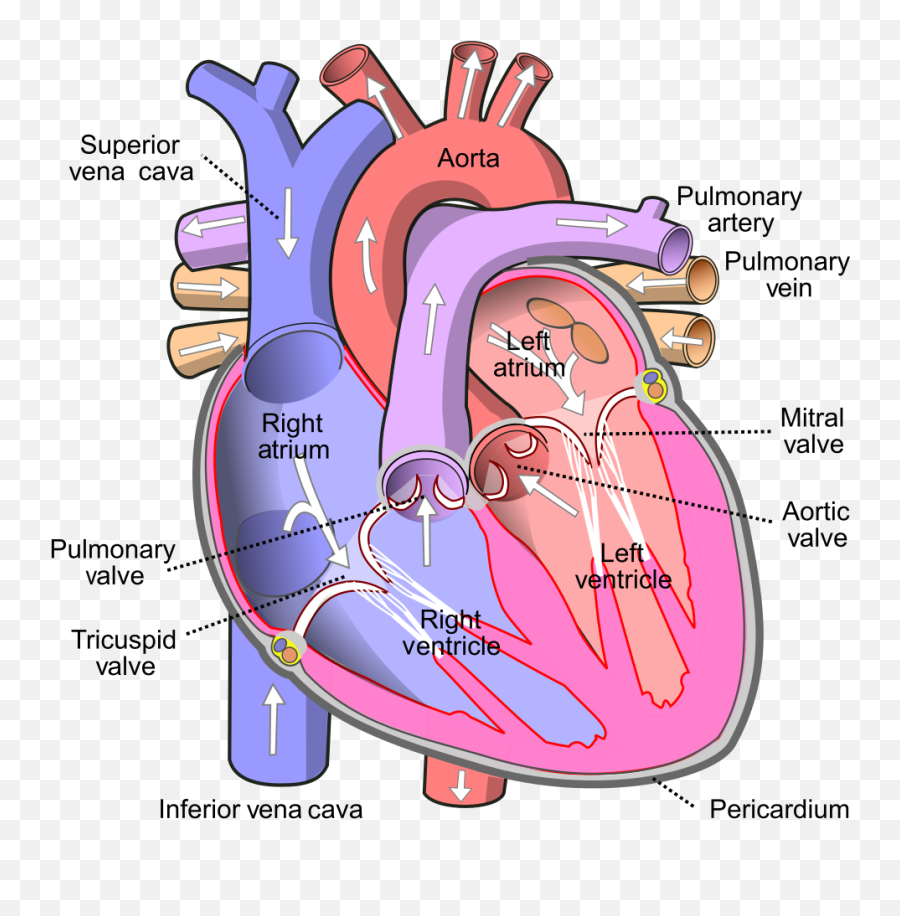 Diagram Of The Human Heart - Parts Of Human Heart Emoji,Emoji Hearts