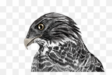 Hawk Illustration Mydrawing Animal Bird Fierce Sketch - Hawk Emoji,Hawk Emoji