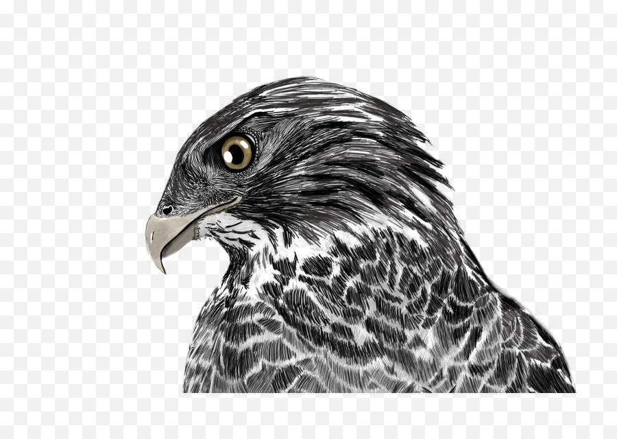 Hawk Illustration Mydrawing Animal Bird Fierce Sketch - Hawk Emoji,Hawk Emoji