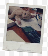 Plato And The Nerd Strikes Back - Tabby Cat Emoji,Hit The Woah Emoji
