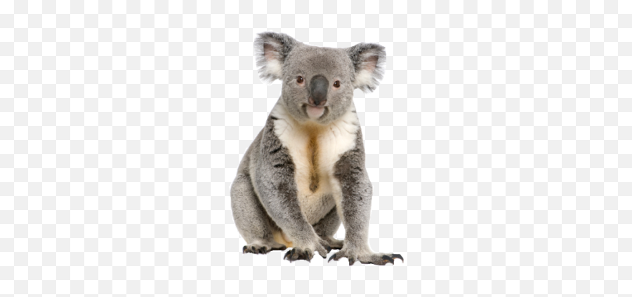 Koala Png And Vectors For Free Download - Dlpngcom Koala Png Transparent Emoji,Koala Bear Emoji