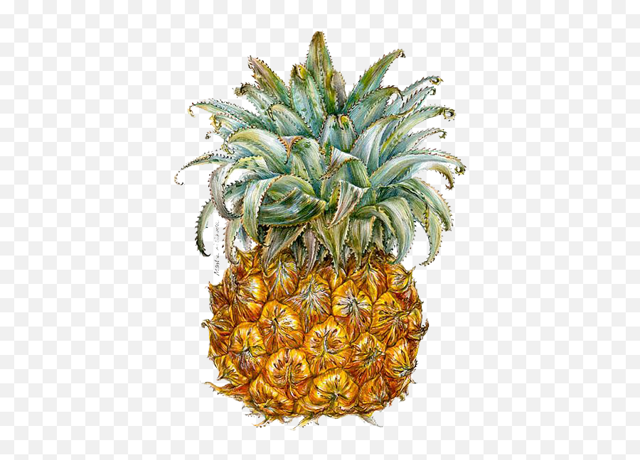 Pineapple Berry Illustrator Illustration - Pineapple Ananas Comosus Watercolor Emoji,Pineapple Emoji