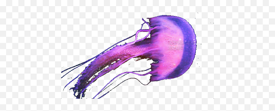 Paint 21 Gif In Dna Gif Purple Paint - Lowgif Gif Animated Transparent Jellyfish Emoji,Dna Emoji