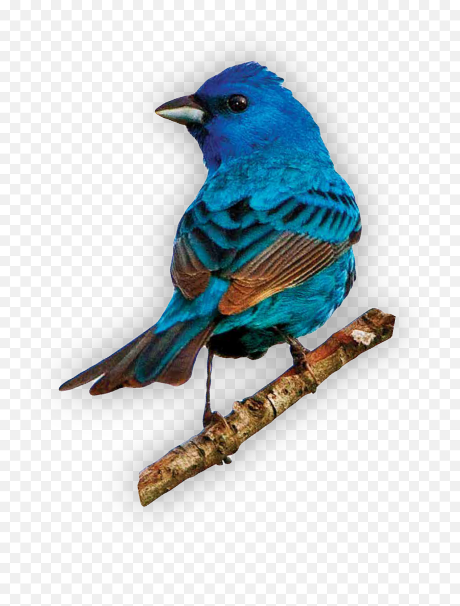 Popular And Trending Bluebird Stickers On Picsart - Indigo Bunting Emoji,Blue Bird Emoji