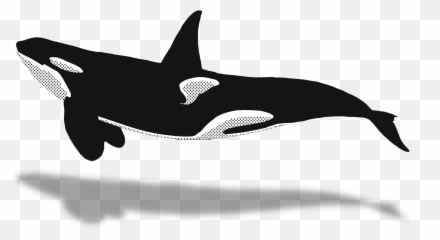 Orca Clipart Minke Whale Orca Minke - Orca Clipart Emoji,Orca Emoji