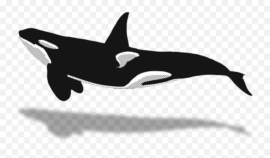 Orca Clipart Minke Whale Orca Minke - Orca Clipart Emoji,Orca Emoji