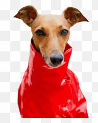 Dog In Clothes Gifs - Magyar Agár Emoji,Bye Dog Emoji