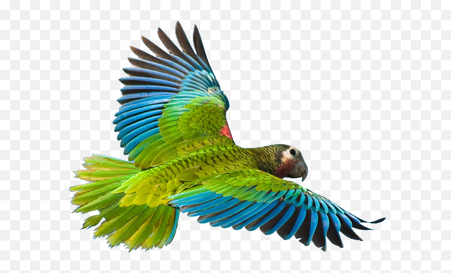Flying Parrot Png Image - Parrot Flying Bird Transparent Background Emoji,Parrot Emoji