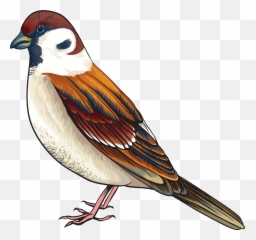 Faces Bird Transparent Png Clipart - Clip Art Of Bird Emoji,Raccoon Emoji Copy And Paste
