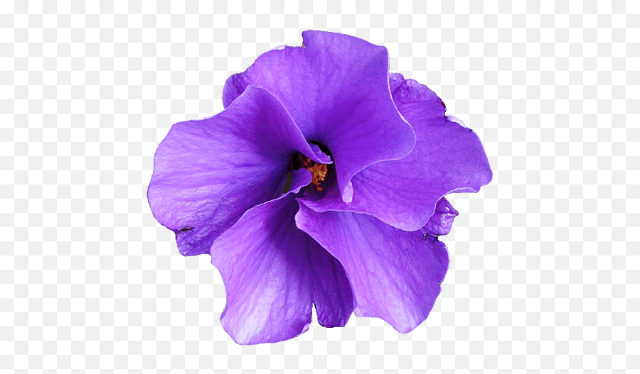 Violet Flower Transparent Png Clipart - Flowers Clipart Real Purple Emoji,Violet Flower Emoji