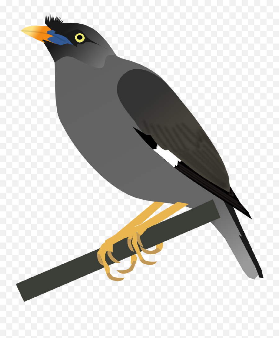 Jungle Clipart Bird Jungle Bird - Bali Myna Png Emoji,Sunset Bird Emoji