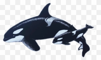 Orca Orcas Killerwhale Killerwhales - Killer Whale Emoji,Orca Emoji