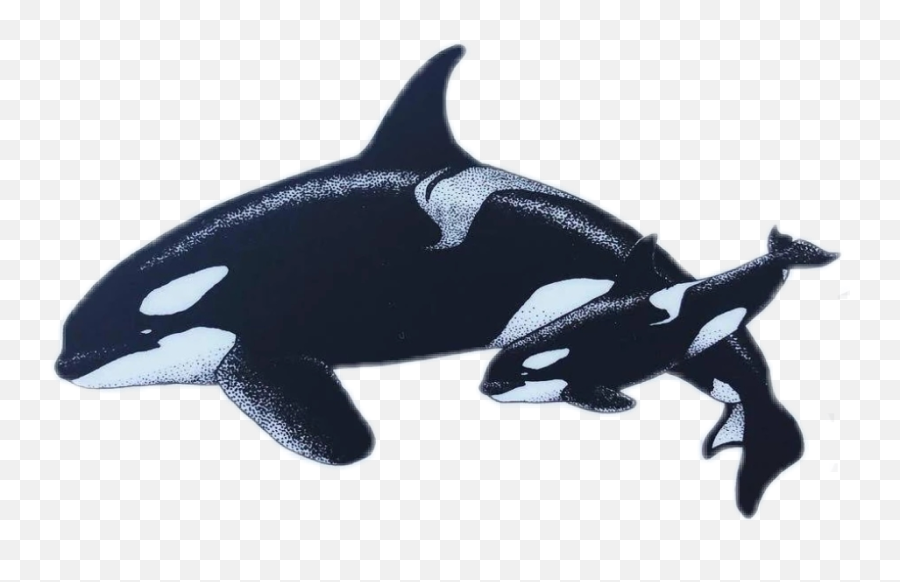Orca Orcas Killerwhale Killerwhales - Killer Whale Emoji,Orca Emoji