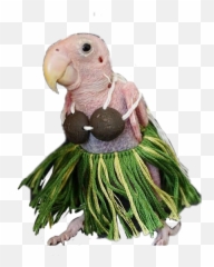 Birb Bird Hawaii Hawaiian Hot Girl - Rhea The Naked Bird Emoji,Birb Emoji
