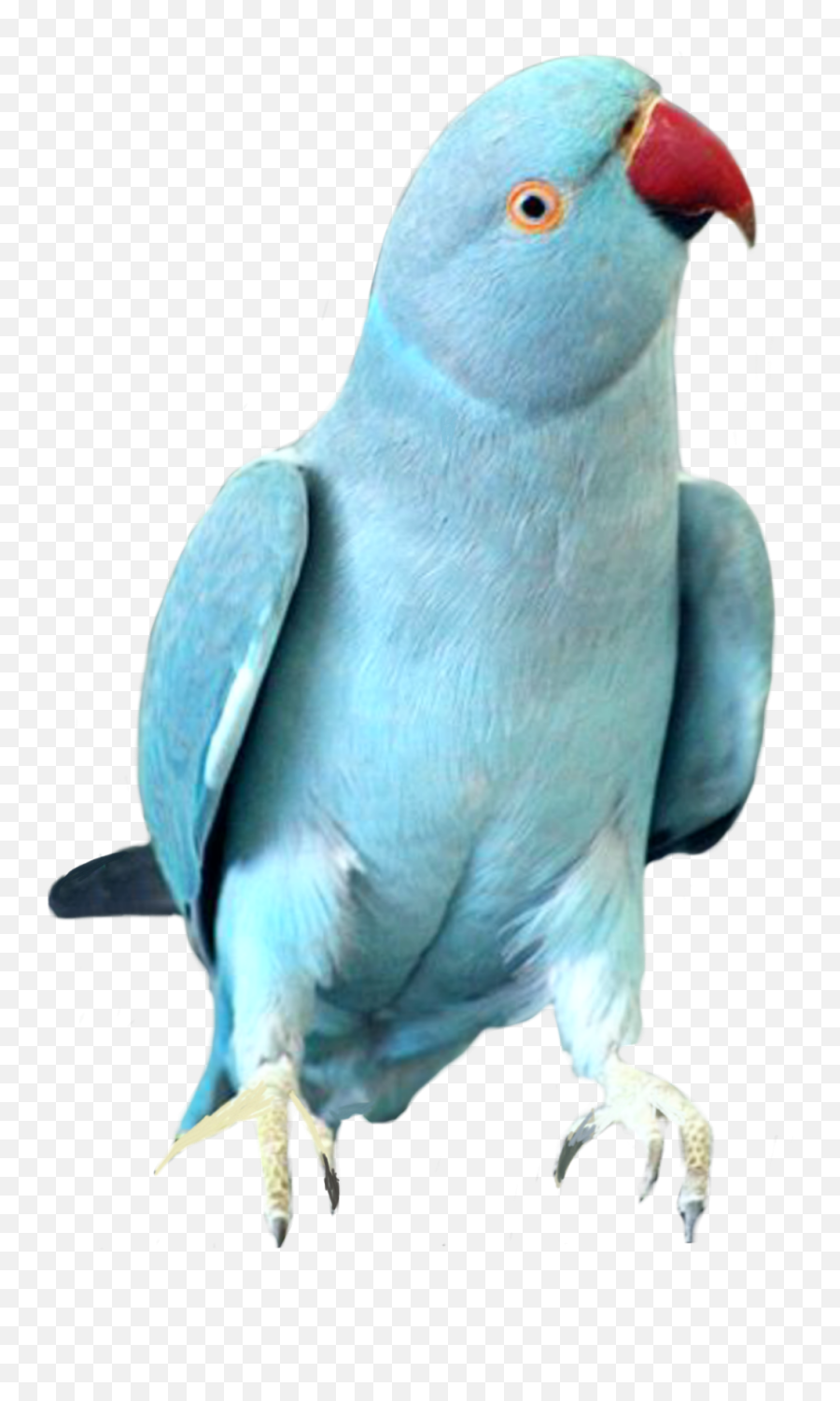 Bird Birds Cockatoo Parrot Parrots Bluebird Blue Fly - Bright Blue Bird With Red Beak Emoji,Parrot Emoji