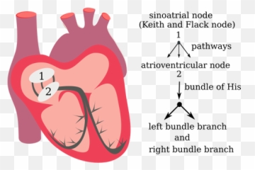 Vector Drawing Of Heart Electrical - System Png Emoji