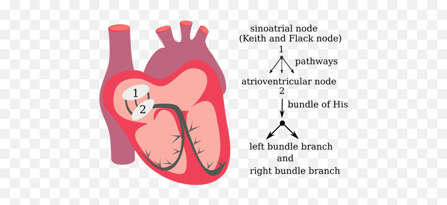 Vector Drawing Of Heart Electrical - Heart Electrical System Png Emoji,Hearing Aid Emoji