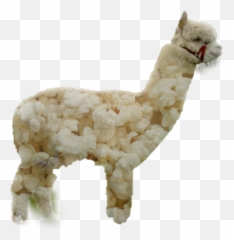 Llama Alpaca Popcorn Funny - Sticker By Itzel03perez Llama Emoji,Llama Emoji
