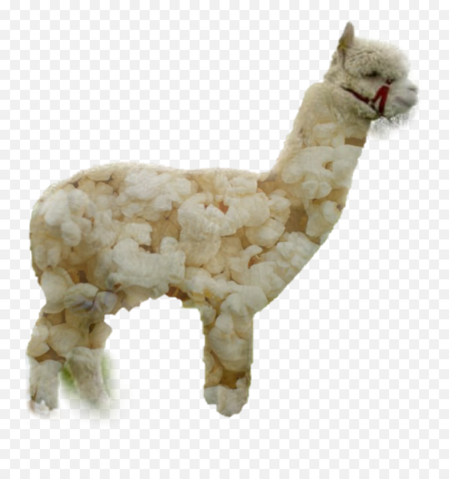 Llama Alpaca Popcorn Funny - Sticker By Itzel03perez Llama Emoji,Llama Emoji