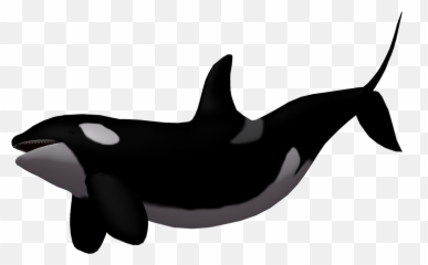 Download Baby Whale Png - Killer Whale Transparent Background Emoji,Orca Emoji