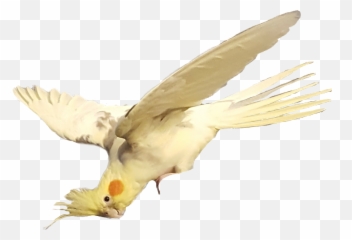 Pet Bird Yellow Australia Cockatiel - Cockatiel Emoji,Cockatiel Emoji