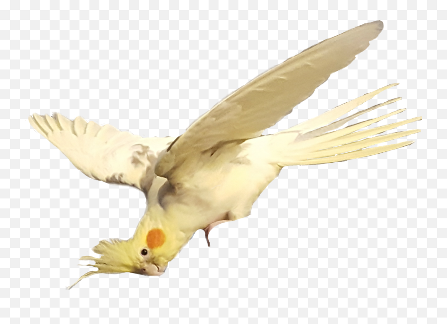 Pet Bird Yellow Australia Cockatiel - Cockatiel Emoji,Cockatiel Emoji