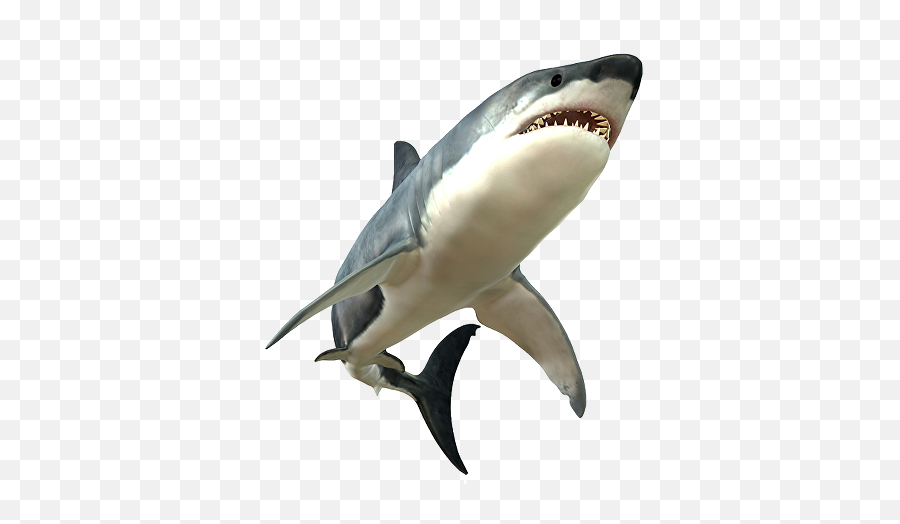 Scary Fish Png Picture - Transparent Great White Shark Emoji,Jaws Emoji